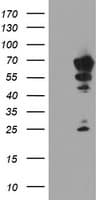 NMT2 Antibody (clone OTI1D7)