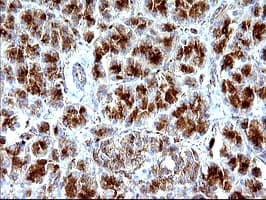 SCAMP2 Antibody (clone OTI3C2)