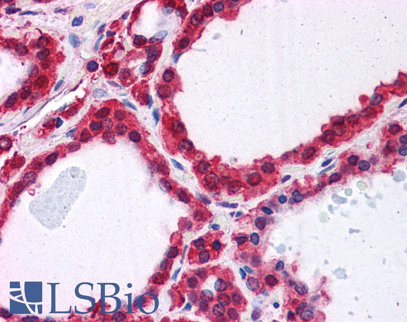 IHC-plus™ PARK7 / DJ-1 Antibody (aa178-189)