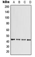 CCBE1 Antibody (Internal)