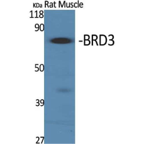 BRD3 Antibody (580-660 aa, C-terminal)