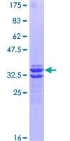 Human OPRK1 / Kappa Opioid Receptor Protein (Recombinant GST, N-terminus)