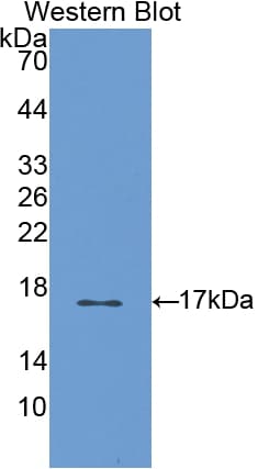 S100A3 / S100E Antibody (aa1-101)
