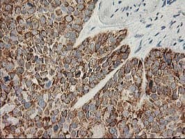 AK4 / Adenylate Kinase 4 Antibody (clone OTI3B1, Carrier-free)