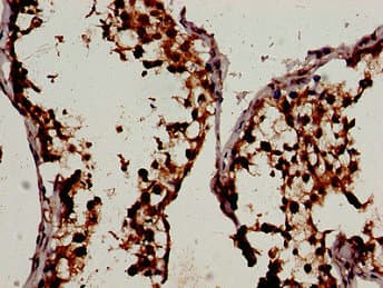 WIF1 Antibody