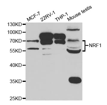NRF1 / NRF-1 Antibody
