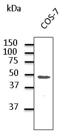 IHC-plus™ GJA1 / CX43 / Connexin 43 Antibody (C-Terminus)