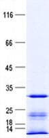 Human TMEM177 Protein (Recombinant His, N-Terminal)