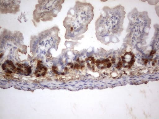 IdU / Iododeoxyuridine Antibody (clone 16F1)