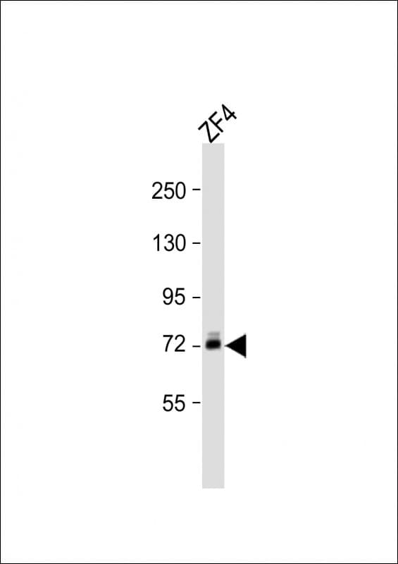 Polyclonal Rabbit anti-Zebrafish dlc / deltaC Antibody (aa557-591, WB)