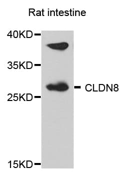 Polyclonal Rabbit anti-Human CLDN8 / Claudin 8 Antibody (WB)