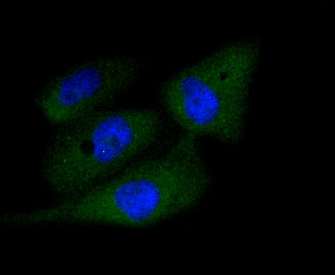 CASP3 / Caspase 3 Antibody