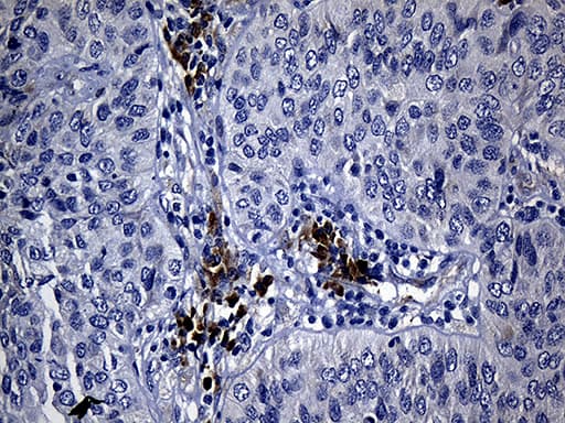 NAF-1 / CISD2 Antibody (clone OTI4E8, Carrier-free)