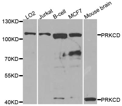 PRKCD / PKC-Delta Antibody