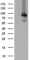 MIPEP Antibody (clone OTI4C8)