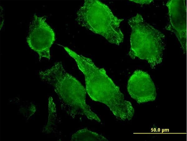PLCG1 Antibody (clone 2A2)
