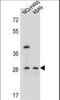 SPATS1 Antibody (aa172-201)