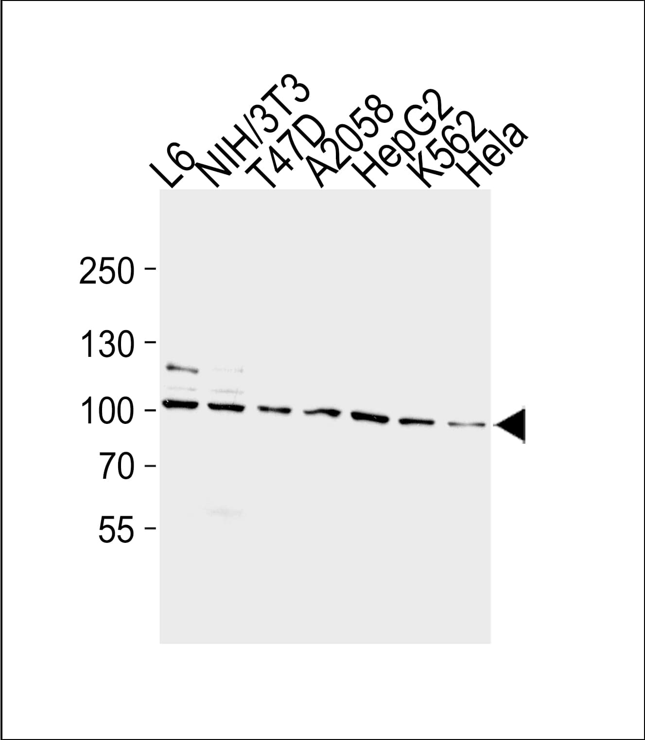 Monoclonal Mouse anti-Human HSP90AA1 / Hsp90 Alpha A1 Antibody (clone 803CT9.1.2, aa150-400, WB)