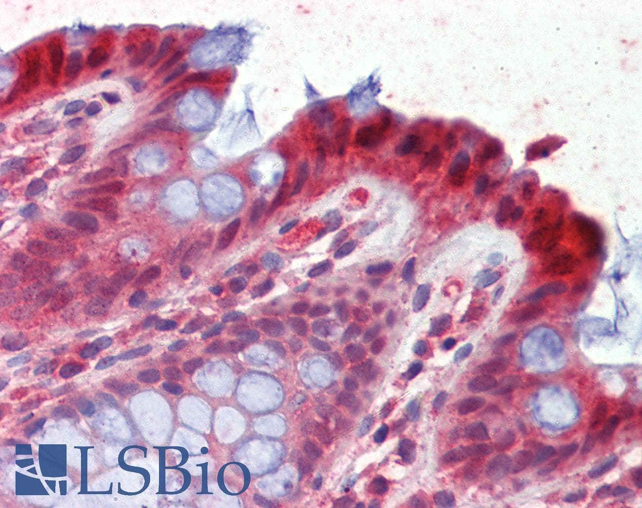 IHC-plus™ 15-PGDH / HPGD Antibody (aa255-266)