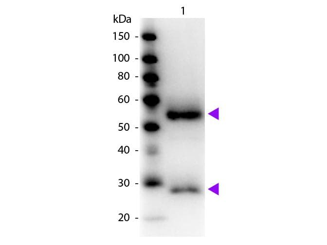Goat Anti-Mouse IgG Secondary Antibody (HRP)
