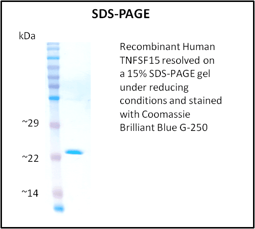Human TNFSF15 / TL1A / VEGI Protein (Recombinant)
