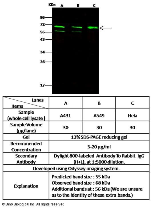 MDM4 / MDMX Antibody (Preservative Free)