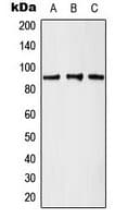 KAT2A / GCN5 Antibody (C-Terminus)