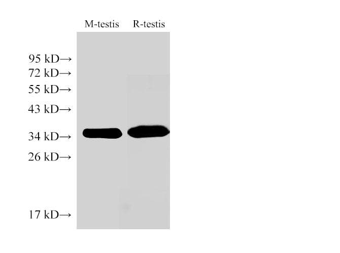 Polyclonal Rabbit anti-Mouse LDHC / Lactate Dehydrogenase C Antibody (WB)