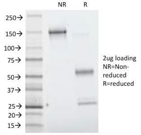 VIL1 / Villin Antibody (clone VIL1/1314, Azide-free, BSA-free)