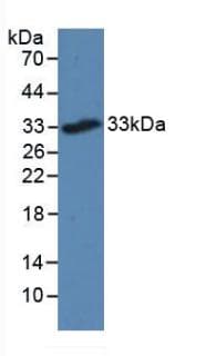 TREM2 / TREM-2 Antibody (aa1-227, APC)