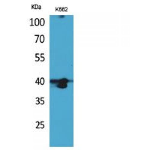 Polyclonal Rabbit anti-Human GPR87 Antibody (N-Terminal, WB)