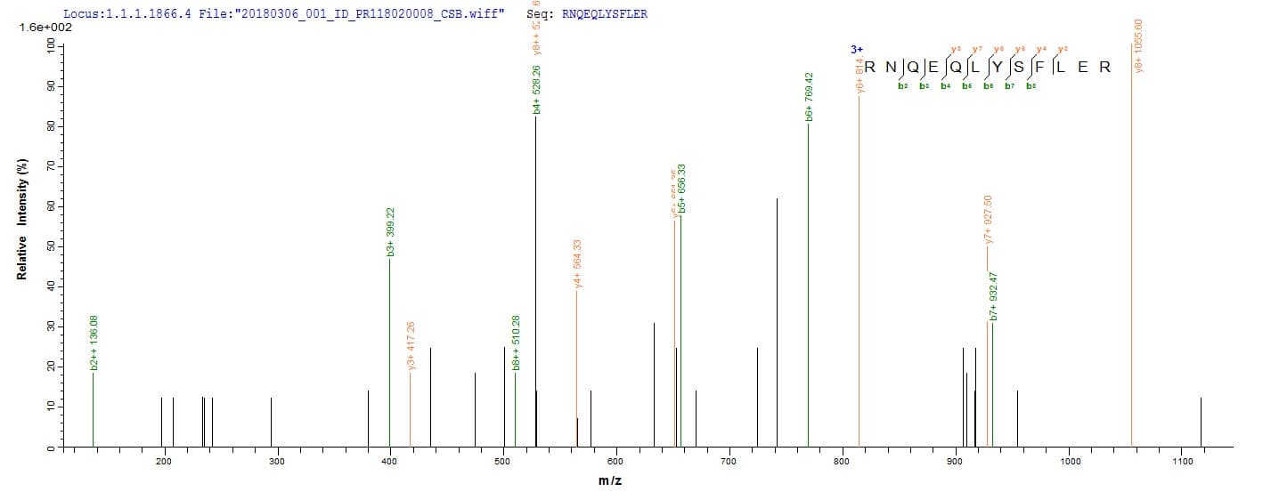 Adenovirus Type 5 L3 Protein (Recombinant 10His, N-terminus + Myc, C-terminus)