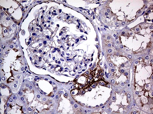GNAS Antibody (clone OTI7A6)