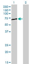 FUBP1 Antibody (clone 3H4)