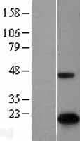 Human CDKN2A Protein (Over-Expression Lysate Myc-DDK (Flag))