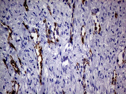 NES / Nestin Antibody (aa99-349, clone OTI1B4, Carrier-free)