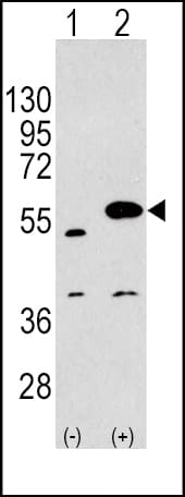 SPRED1 Antibody (aa302-331)