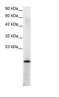 SUB1 Antibody (aa62-111)