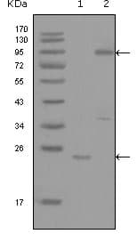YES1 / c-Yes Antibody (clone 2F3E6)