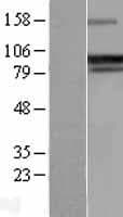 PPP1R15A / GADD34 Protein (Over-Expression Lysate Myc-DDK (Flag))