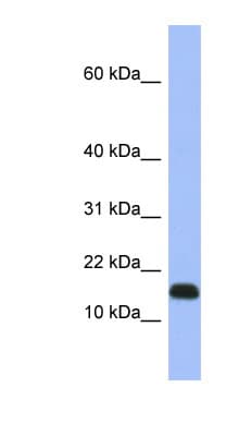 RPL37A Antibody (C-Terminus)