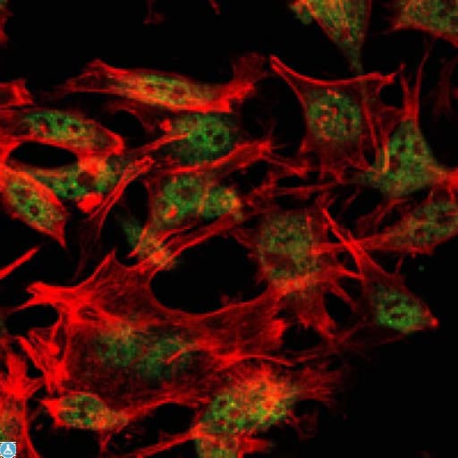ESET / SETDB1 Antibody