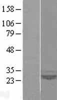 SAR1A / SAR1 Protein (Over-Expression Lysate Myc-DDK (Flag))