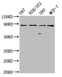 Polyclonal Rabbit anti-Human CDH9 / Cadherin 9 Antibody (IHC, IF, WB)