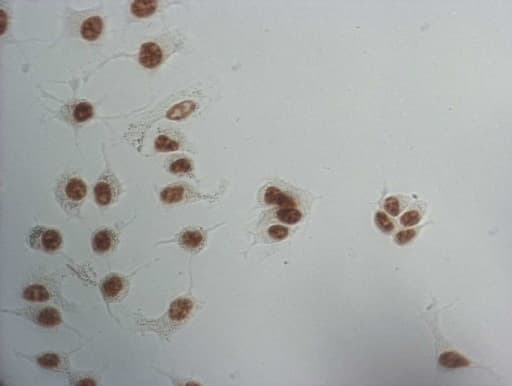 SNRPB2 Antibody (clone OTI2E8)