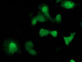 SOCS3 Antibody (clone OTI3D3)