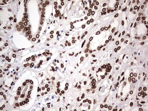 BCL6 Antibody (aa1-300, clone OTI1C3, Carrier-free)