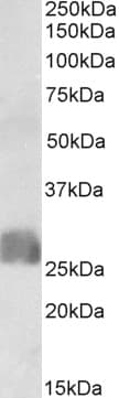 IHC-plus™ CREB3L2 / BBF2H7 Antibody (aa15-28)