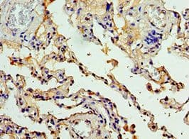 IHC-plus™ CEACAM8 / CD66b Antibody (aa35-320)