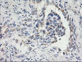 SNAP25 Antibody (clone OTI1D3)